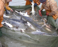 Минэкологии предупредило рыболовов-браконьеров