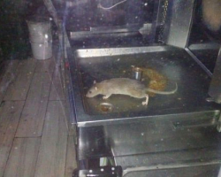 Антисанитария в бакинском ресторане: в кухне поселились мыши - ФОТО
