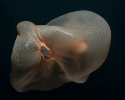 Загадочная глубоководная медуза попала на видео