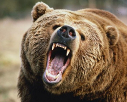 Медведи напали на жителей шекинского села – ВИДЕО  