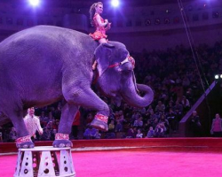 Слоны подрались в цирке и чуть не задавили зрителей - ВИДЕО  