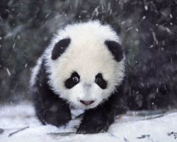 Трогательная реакция панд на первый снег - ВИДЕО