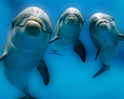 Дельфины спасли людей от акул – ВИДЕО