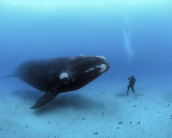 Попытка кита проглотить дайвера попала на видео