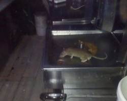 Агентство продбезопасности начало проверку по факту наличия мышей в бакинском ресторане
